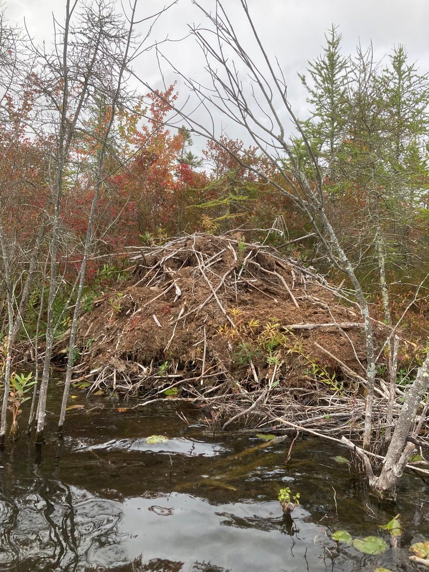 This beaver lodge was one of five we encountered around the perimeter of White Deer Lake.
